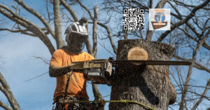 Large tree removal in Reston, Virginia